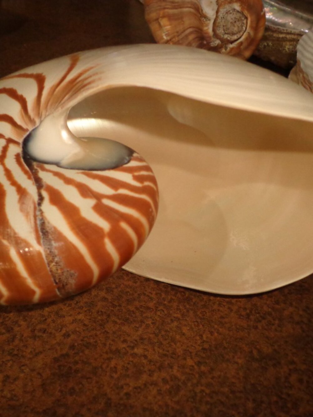 Sea Shell 8" Natural Nautilus Whole Nature's Beauty - Picture 4 of 7